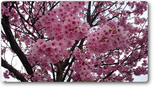 桜の舞うみち2